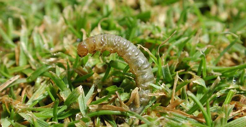 Sod Webworm Control Lakeland The Other Side Pest Control Inc   Sod Webworm 