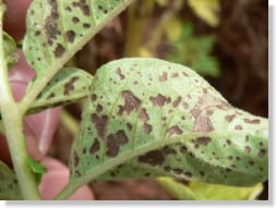 Weed, Disease and Fungus Control