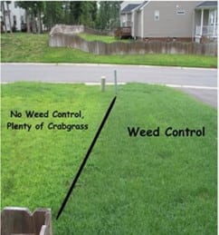 Weed control in Lakeland, FL