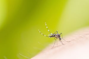 Mosquito Control Services in Davenport, Florida