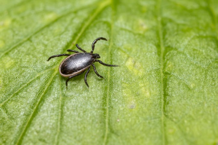 Tick Control Services in Plant City, Florida