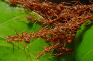 Fire Ant Control Services in Davenport, Florida