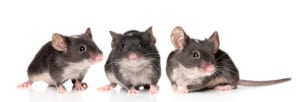 Rodent Control Services in Plant City, Florida