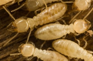 Termite inspection