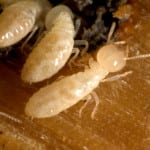 Termite removal