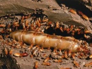 Termite Removal, Lakeland, FL