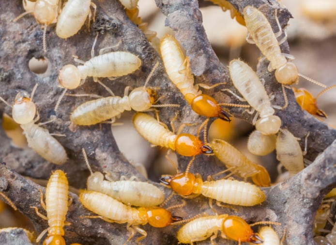 Termites in woods