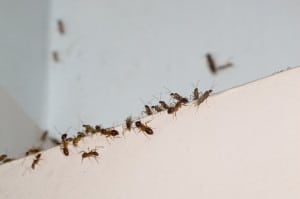 Indoor Pest Control, Winter Haven, FL
