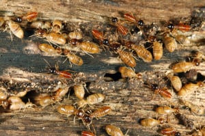 Termite Control, Winter Haven, FL