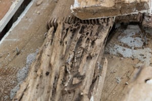 Termite Treatments