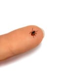 Tick Control Services in Bartow, Florida