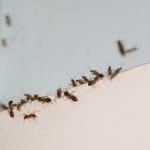 Pest Control in Auburndale, Florida