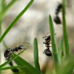 Outdoor Pest Control in Auburndale, Florida