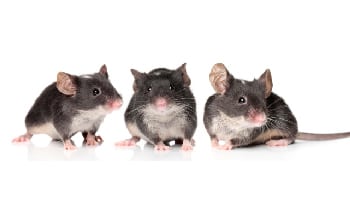 Rodent Control Services in Auburndale, Florida