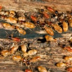 Termite Control in Auburndale, Florida