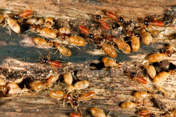 Termite Control in Auburndale, Florida