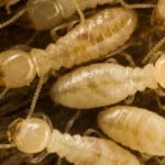 Termite Inspection in Davenport, Florida