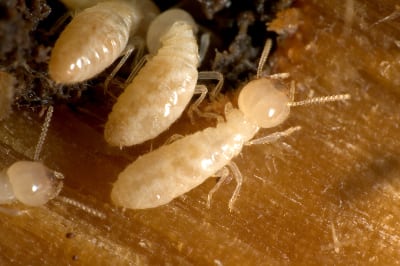 Termite Prevention in Auburndale, Florida