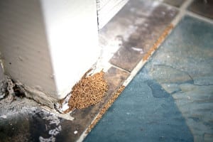 Termite Inspections in Lakeland, Florida