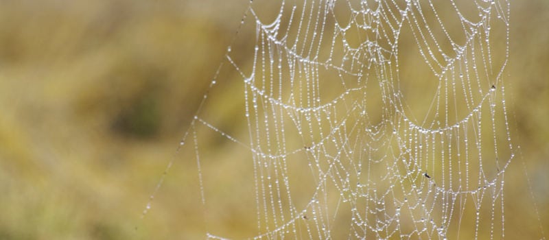 Spider Control Services in Lake Wales, Florida