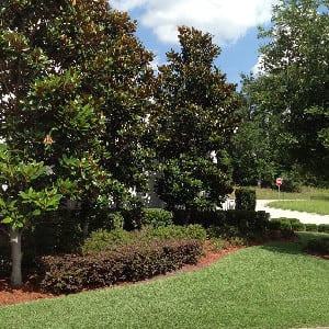 Tree Treatments in Auburndale, Florida