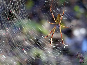 Spider Control Services, Davenport, FL