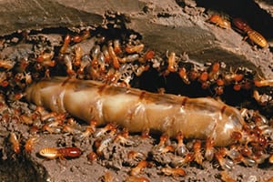 Termite Removal in Plant City, Florida