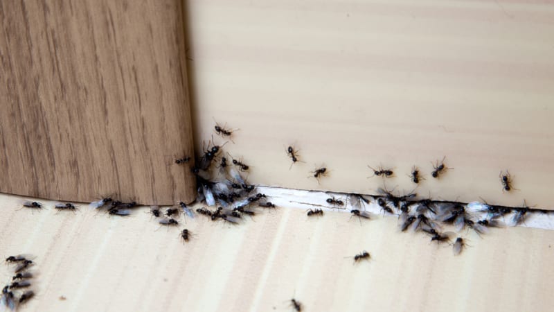 Pest Control Services You Can Count On