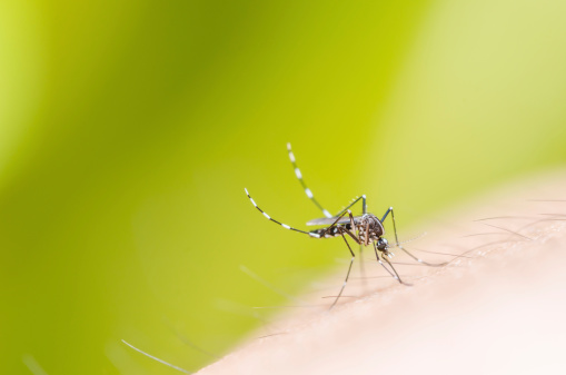 Mosquito Control Services in Lake Wales, Florida