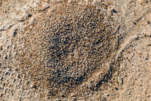 Fire ants are known not just for their color