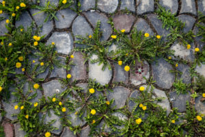 it’s time to call for reinforcement weed control services