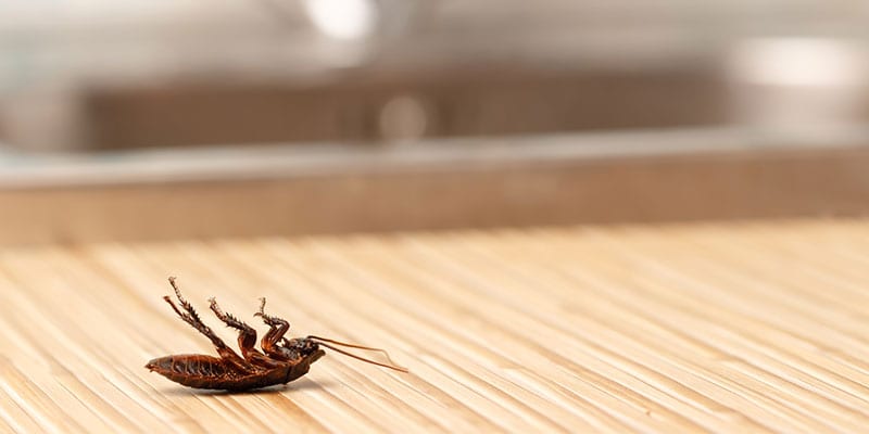 Cockroach Control: Do It Yourself or Hire a Professional?