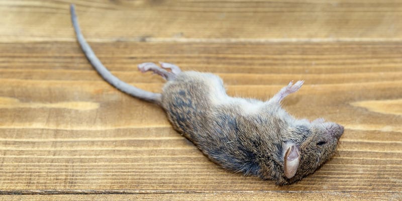 Rodent Removal Tips from the Pros