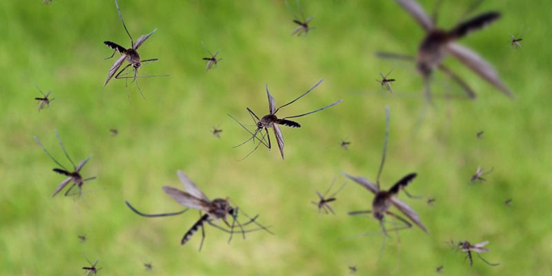 Benefits of Professional Mosquito Spraying