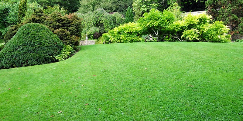 Lawn Spraying Services