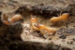 Benefits of Professional Insect & Pest Control Services
