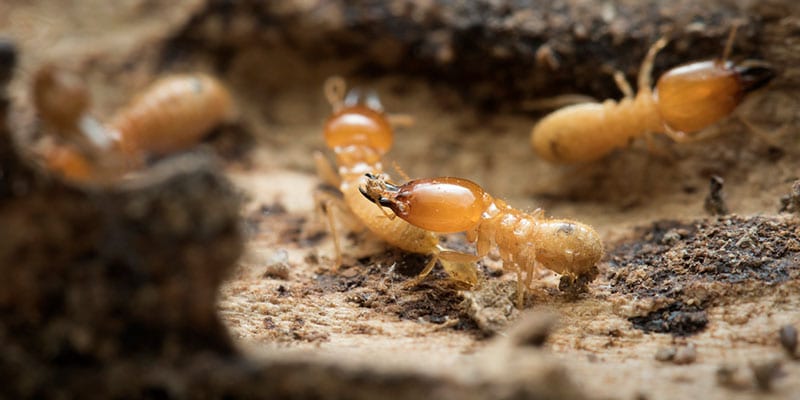 Termite Treatments