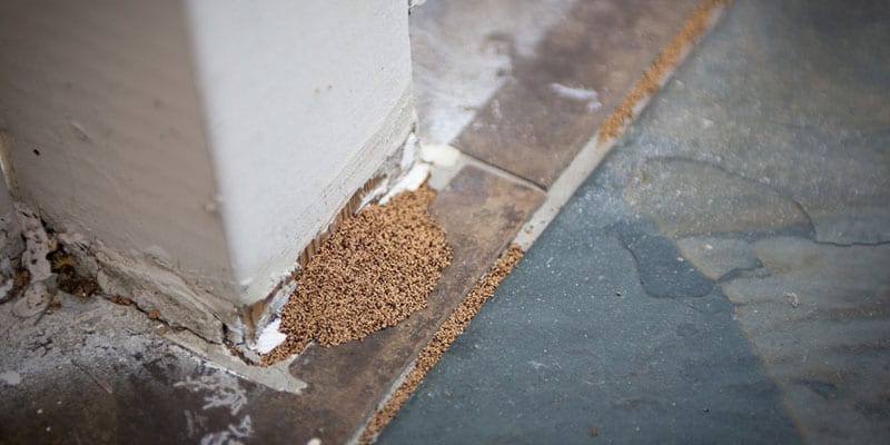 How You Will Benefit from a Termite Inspection