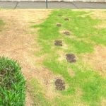 Get Rid of Grubs for Good with Grub Control