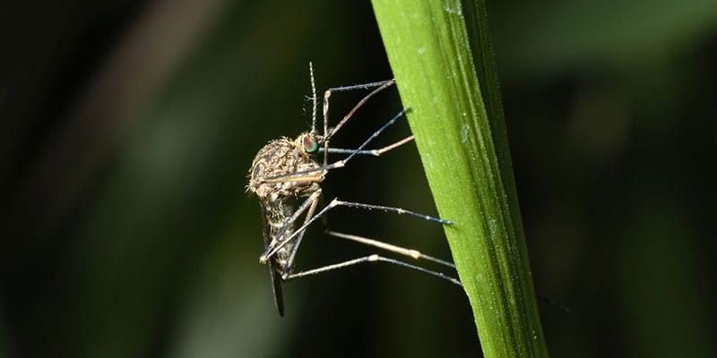 Mosquito Control will Protect Your Home from Mosquitos